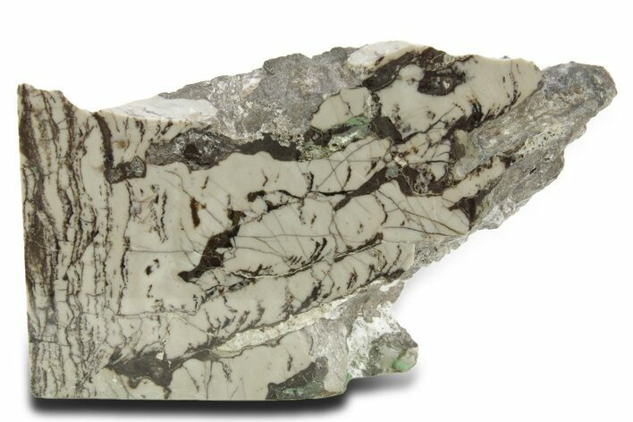 Polished Precambrian Stromatolite Section - Siberia #363043